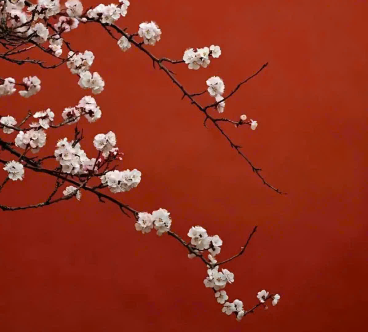 Điện Gia Dụng Cao Phong